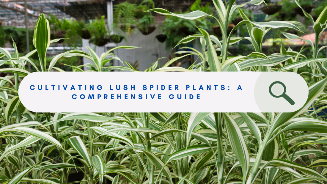 Spider Plant Spectacular: A Guide to Growing Lush Spider Plants