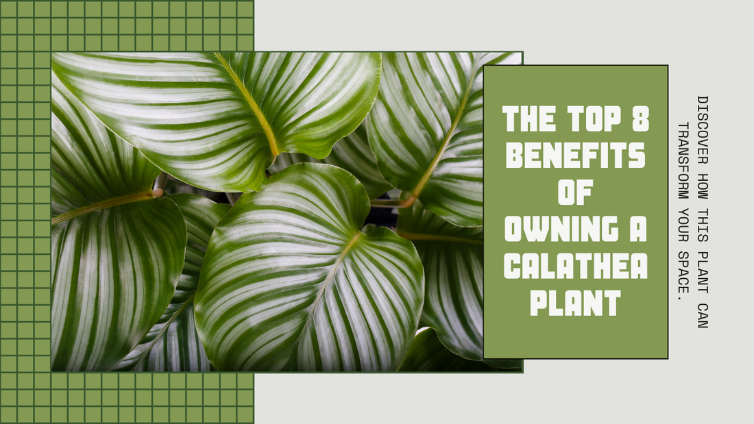 8 Benefits of Having a Calathea Plant in Your Homea