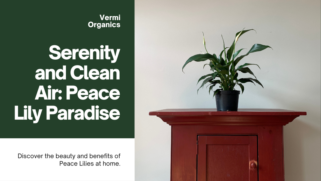 Peace Lily Paradise: Bringing Serenity and Clean Air with Peace Lilies
