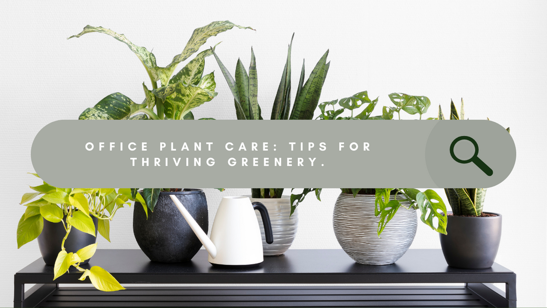 How to Care for Your Office Plants to Keep Them Thriving