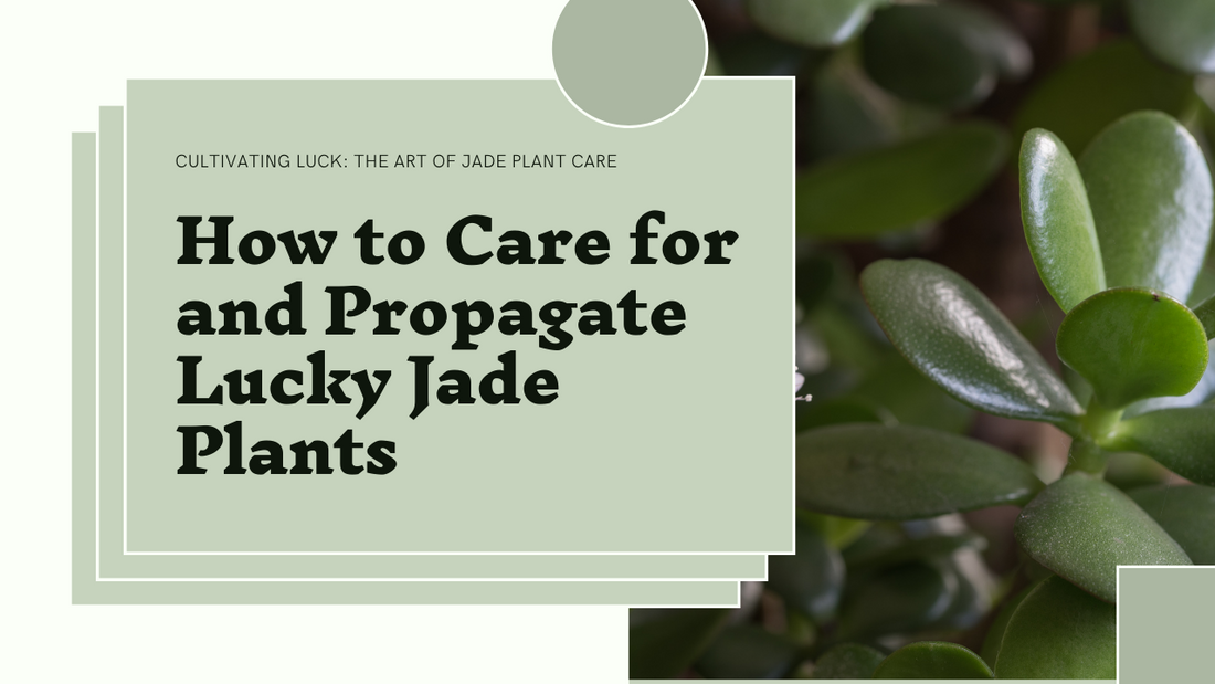 Jade Plant Journey: Caring for and Propagating Lucky Jade Plants