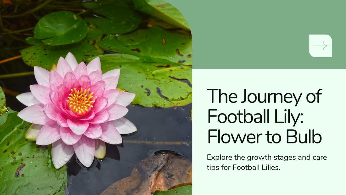 All About Football Lily: From Flower to Bulb