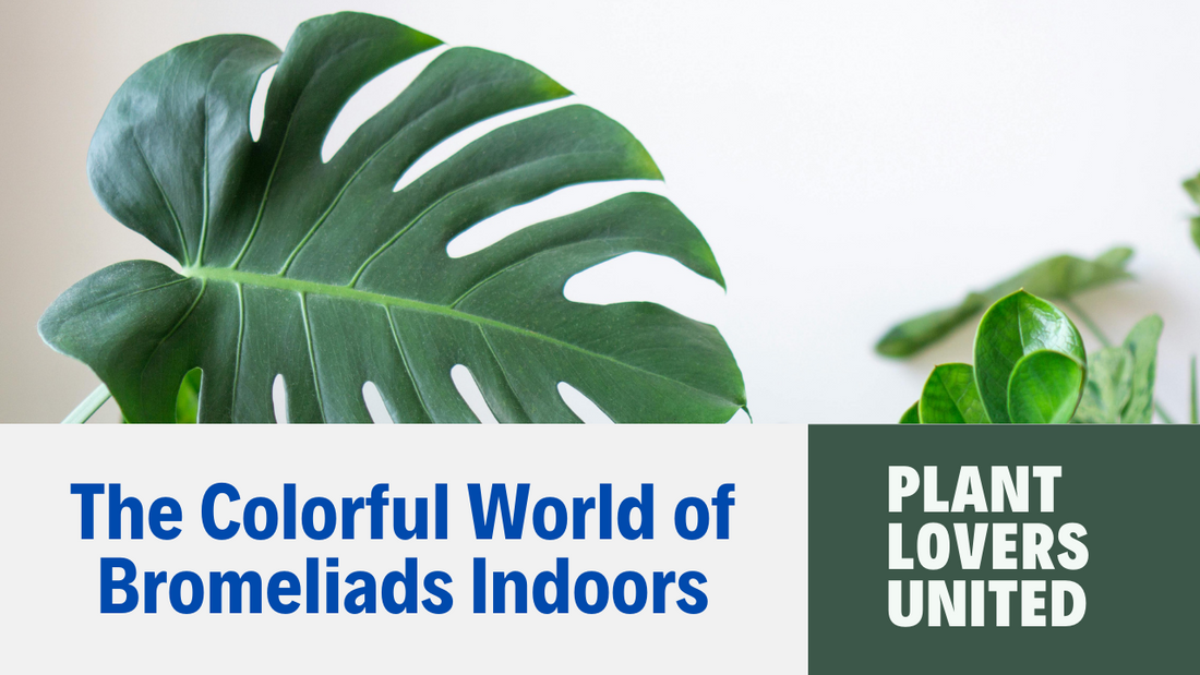 The Colorful World of Bromeliads: Growing and Caring for Bromeliads Indoors