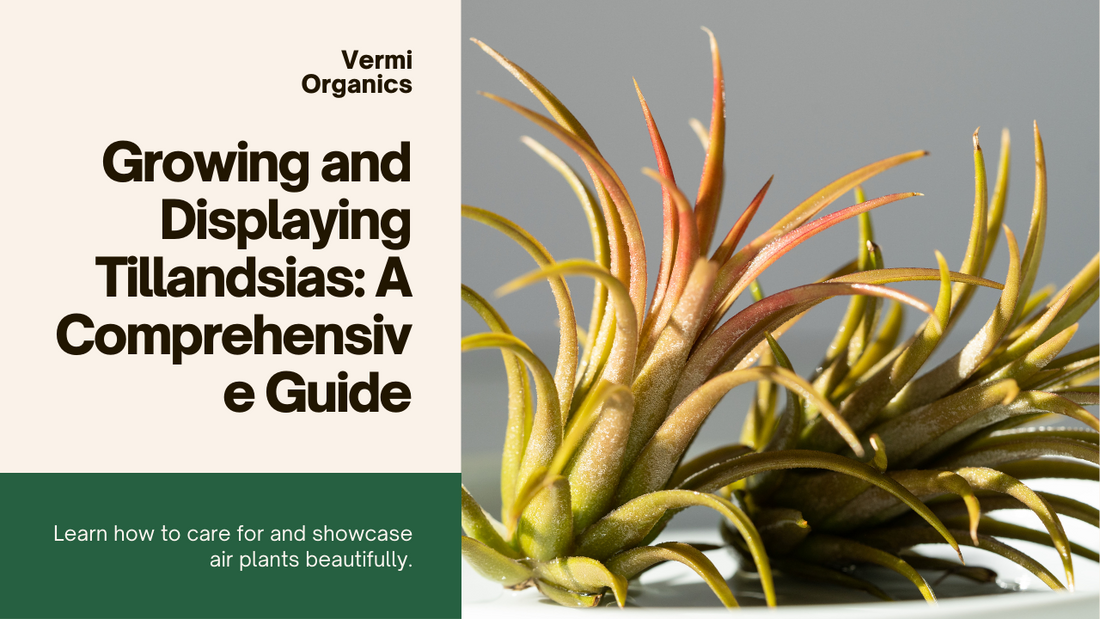 Air Plants on the Rise: A Guide to Growing and Displaying Tillandsias