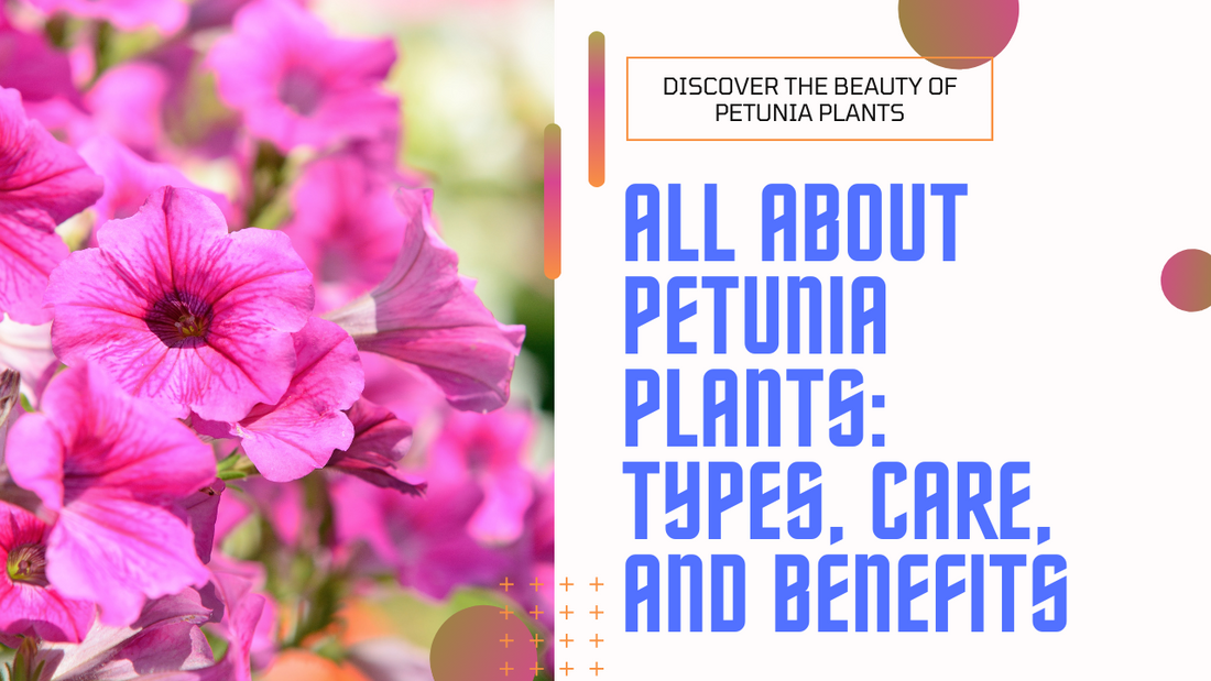 All About Petunia Plants: Types, Care, and Benefits