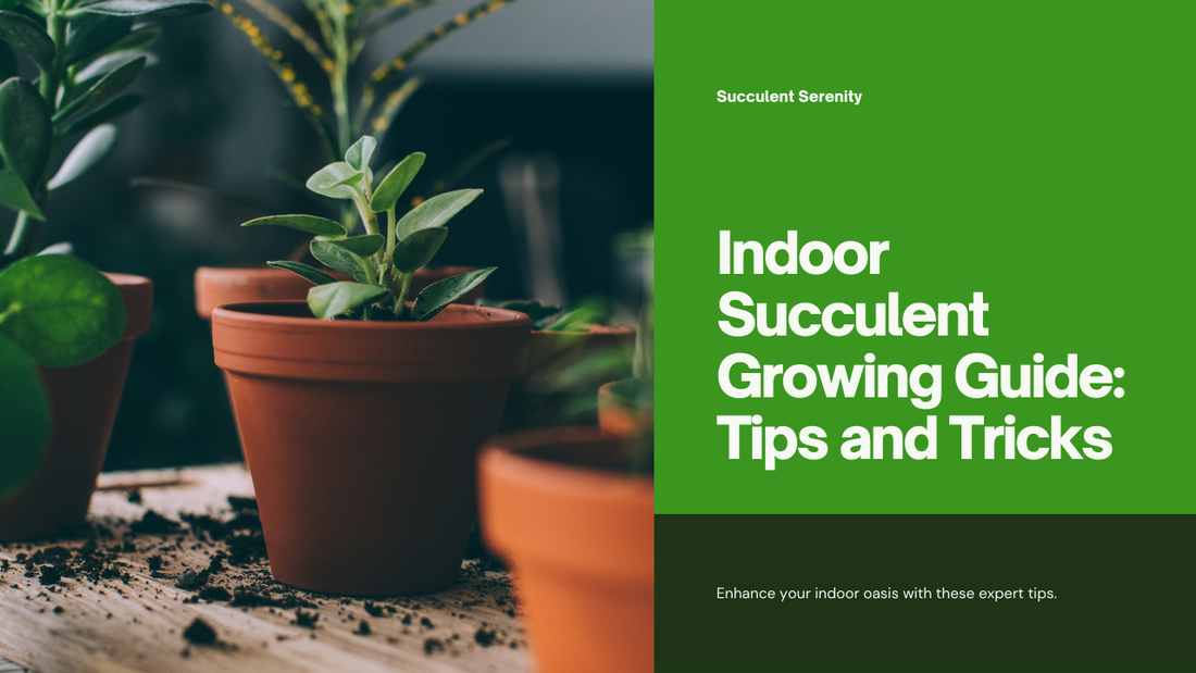 Tips for Growing Succulents Indoors