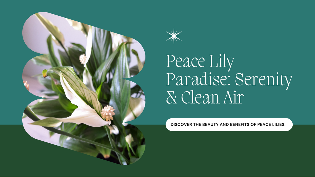 Peace Lily Paradise: Bringing Serenity and Clean Air with Peace Lilies