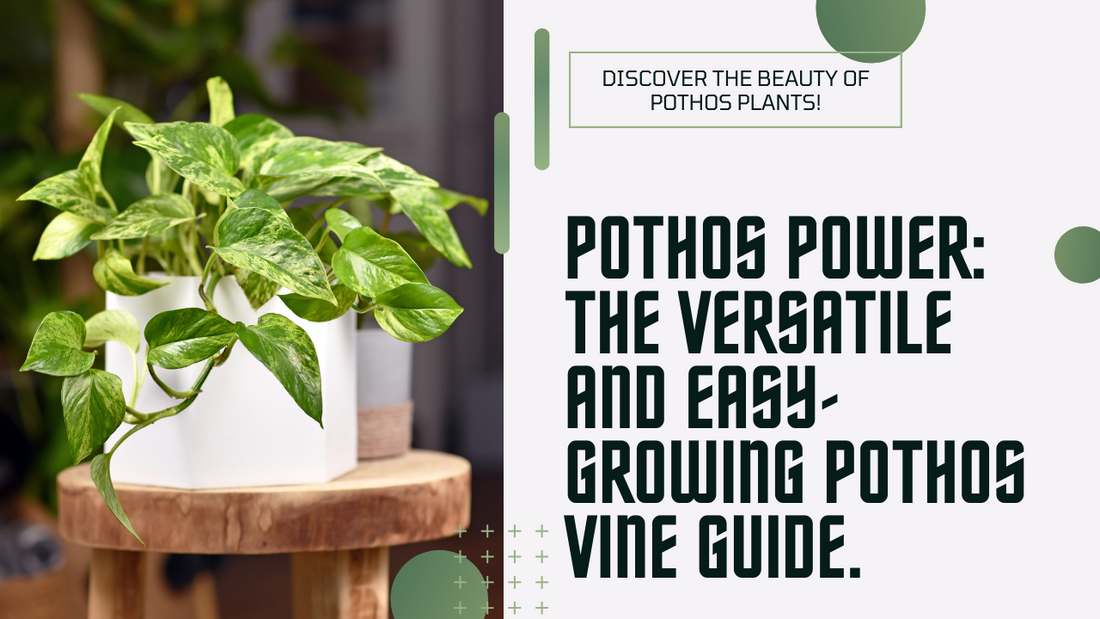 Pothos Power: The Versatile and Easy-Growing Pothos Vine