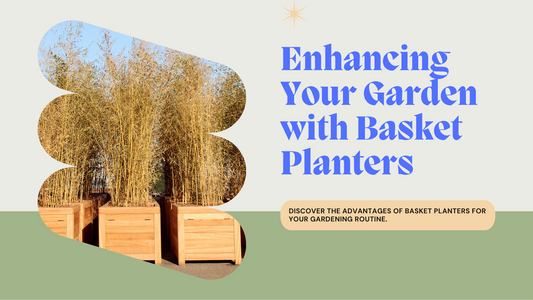 The Benefits of Using Basket Planters in Your Gardening Routine