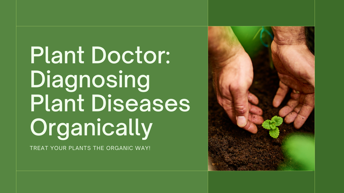 Plant Doctor is In: Diagnosing and Treating Common Plant Diseases Organically