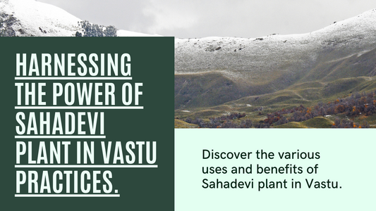 Sahadevi Plant: Care, Benefits, and Uses for Vastu