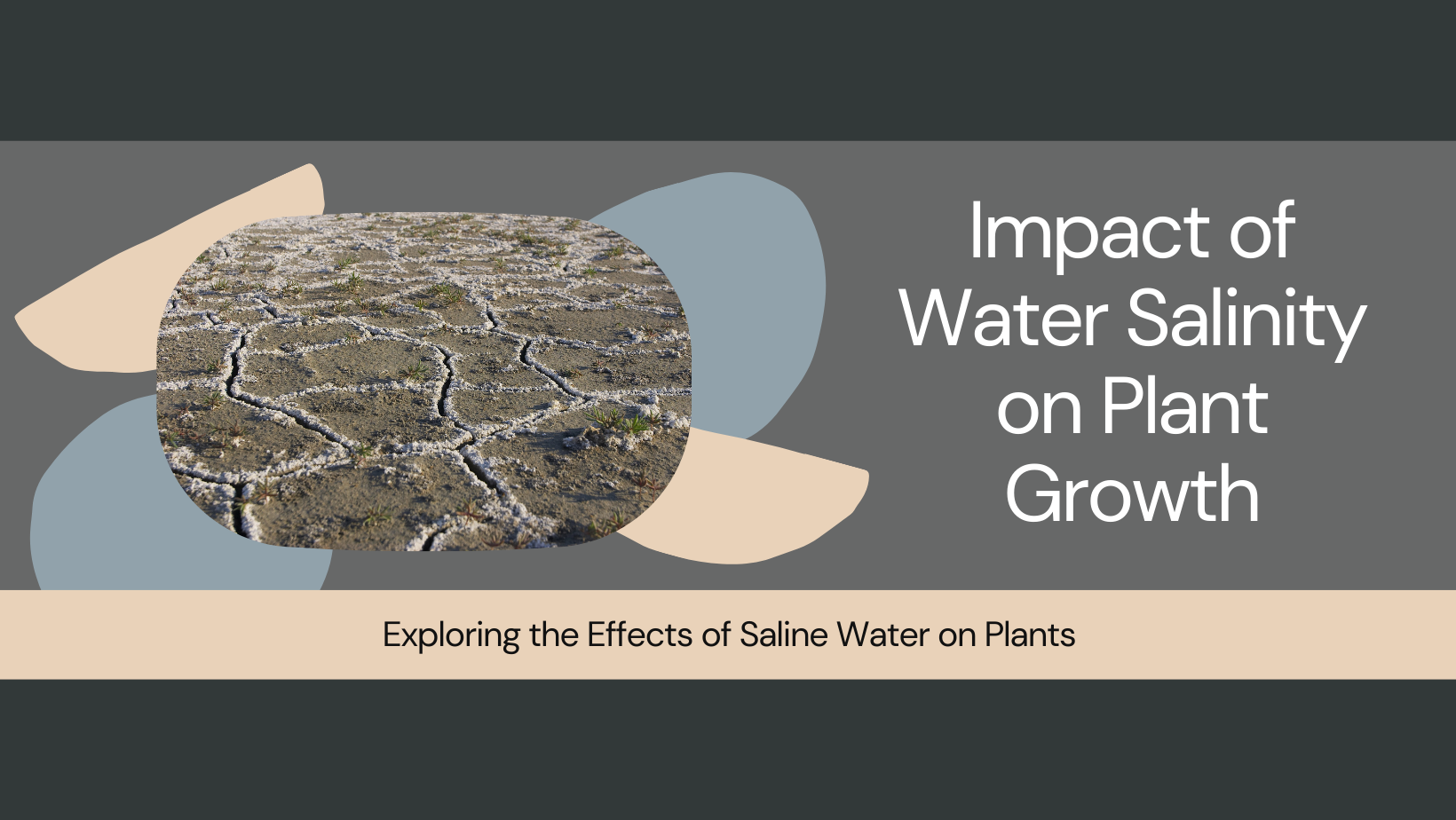 does water salinity affect plant growth experiment