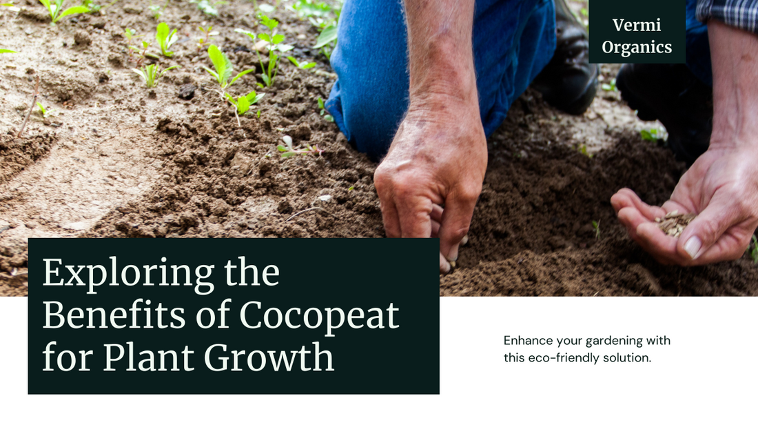 Unveiling the Wonders of Cocopeat for Your Plants