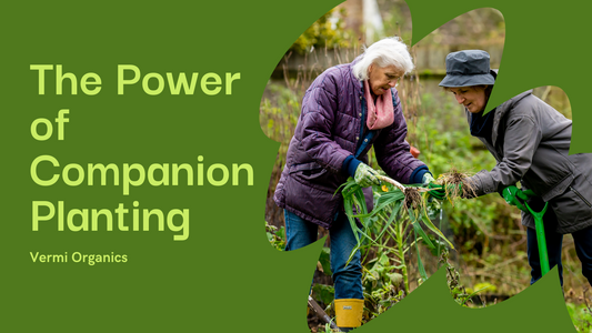 The Benefits of Companion Planting