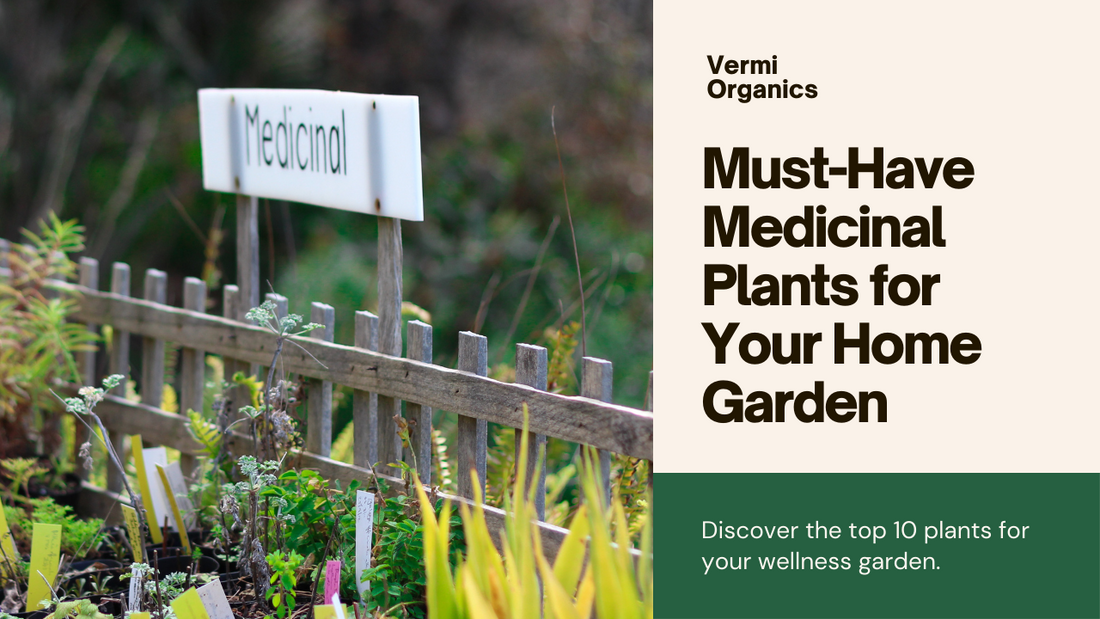 Top 10 medicinal plants you must grow at your home