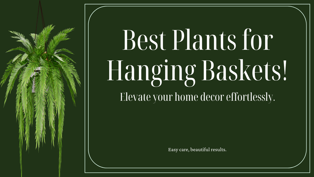 Top 10 Plants For Hanging Basket to Decorate Your Home