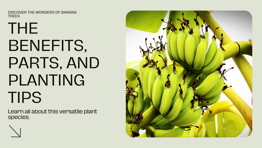 Exploring the Versatile Uses of Banana Tree: Benefits, Parts, and Planting Tips