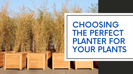 How to Choose the Right planter for plants