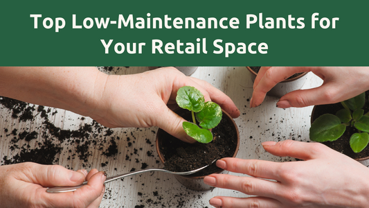 6 Best Low-Maintenance Plants For Your Retail Space