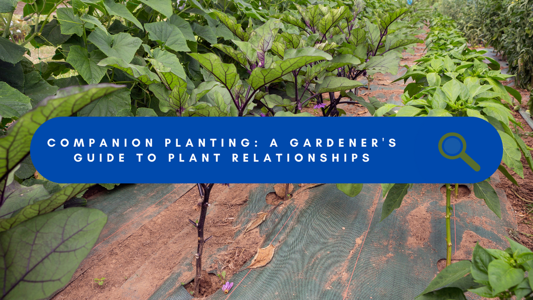 Companion planting: creating a beneficial relationship between plants