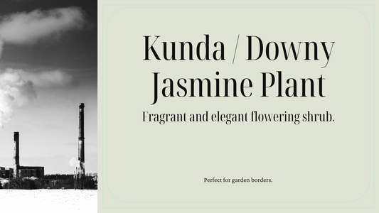 Kunda / Downy Jasmine - Plant