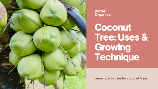 Coconut Tree: Uses & Growing Technique