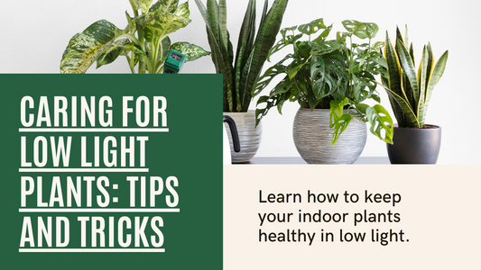 How to care for Low Light Plants