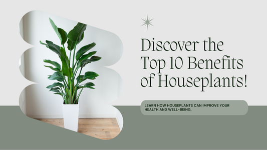 Top 10 benefits of houseplants