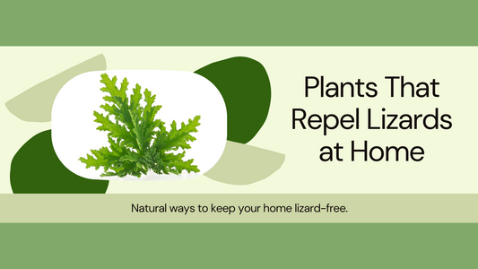 Which Plants we should Keep home to avoid Lizards?