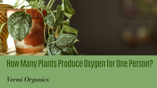 How many plants provide oxygen to one person