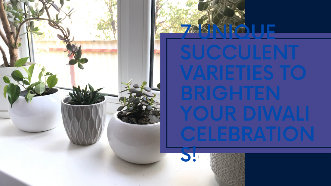 Succulents to Light Up Your Diwali: 7 Unique Varieties to Consider