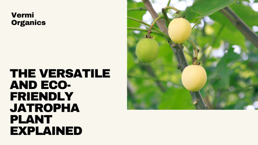 All About Jatropha plant