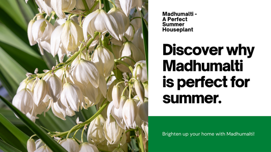 Madhumalti – A Perfect Summer Houseplant