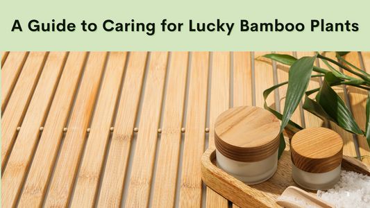 How to Care for Lucky Bamboo Plants