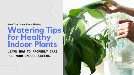 Watering Tips for Indoor Plants