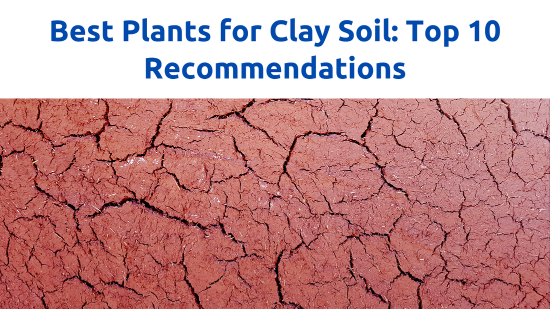 Top 10 Plants to Grow in Clay Soil