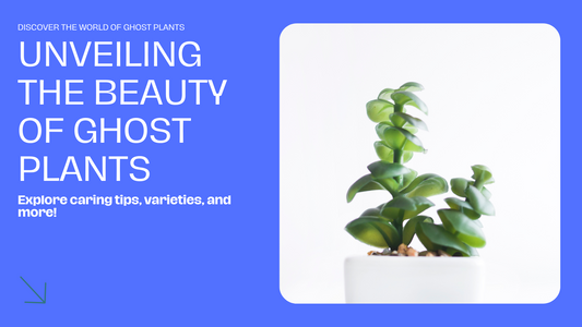 Ghost Plants: Care, Varieties, and Succulent Beauty