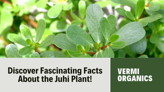 Fantastic Facts About Juhi/ Jasminum Auriculatum Plant