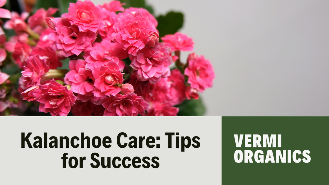 Growing and Caring for Kalanchoe Plants: A Short Guide