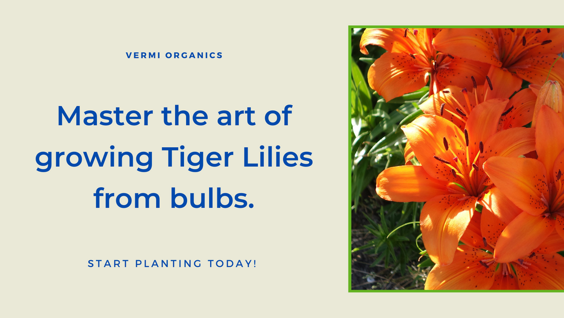 Growing Tiger Lily from Bulbs: What You Need To Know