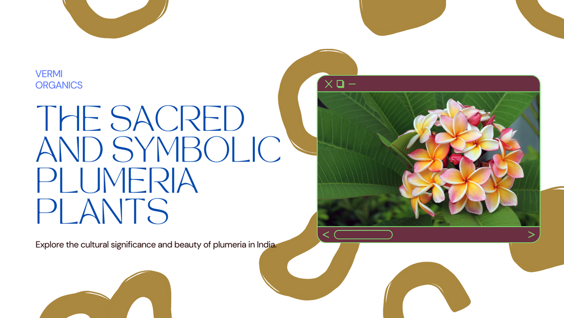 Plumeria Plants: What Lies Behind India's Flowers of Worship