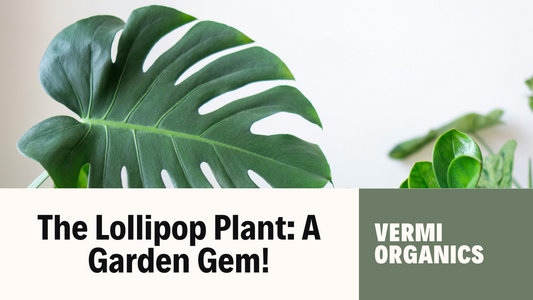 All About the Lollipop Plant: A Delightful Addition to Your Garden