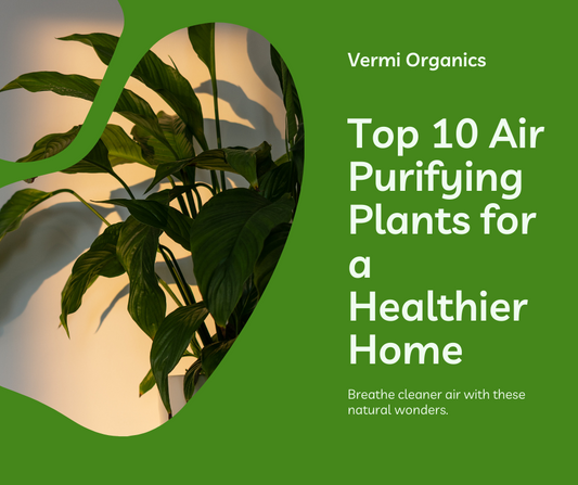 Top 10 air purifying plants for your home