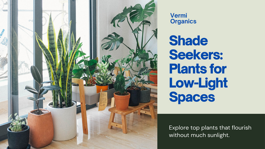 Shade Seekers: Top Plants that Thrive in Low-Light Conditions