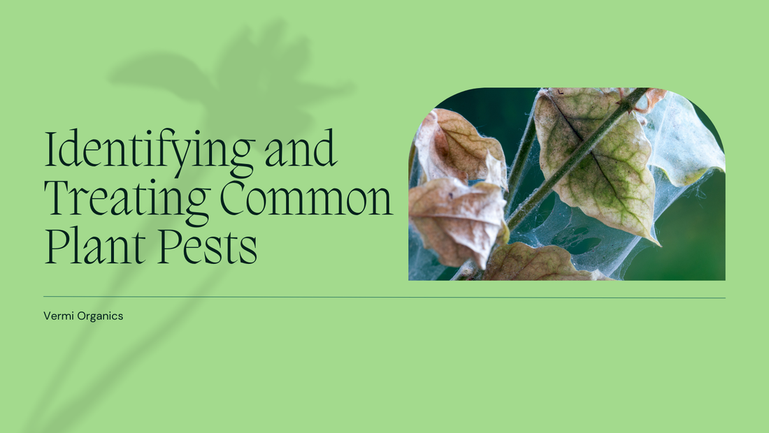 How to Identify and Treat Common Plant Pests