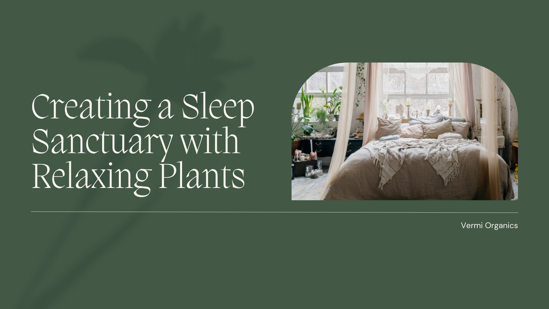 Sleep Sanctuary: Plants to Promote Relaxation and a Good Night's Sleep