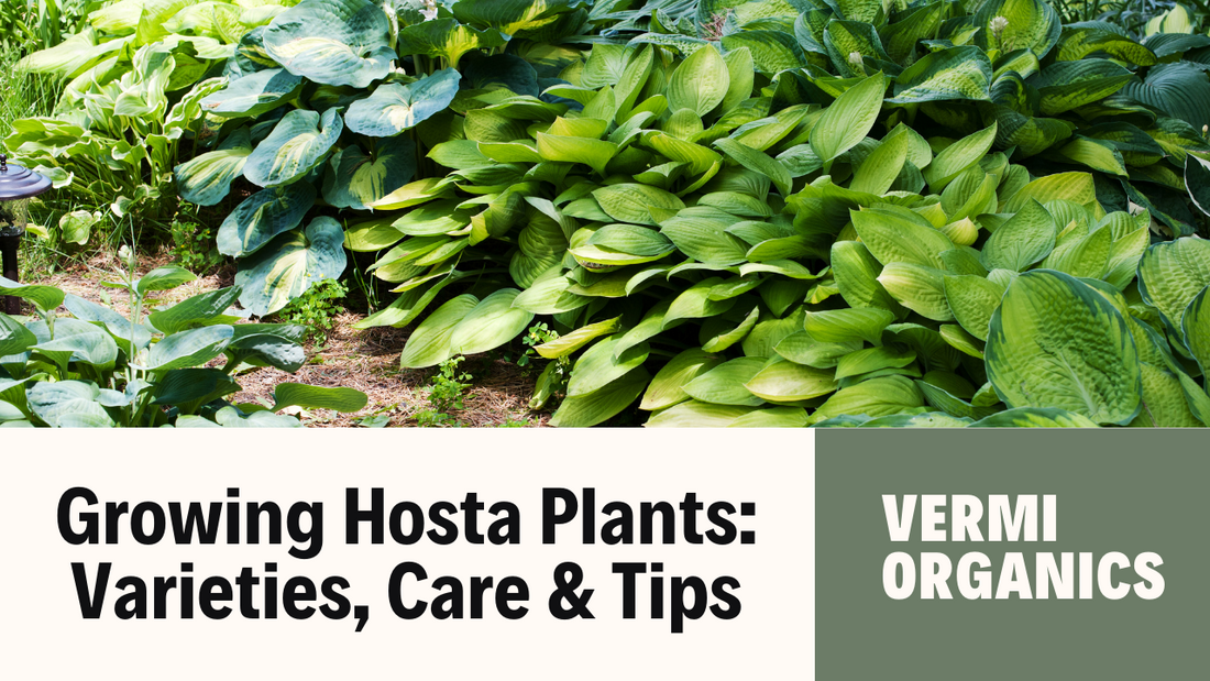Hosta Plants: Varieties, Care & Tips for Stunning Gardens