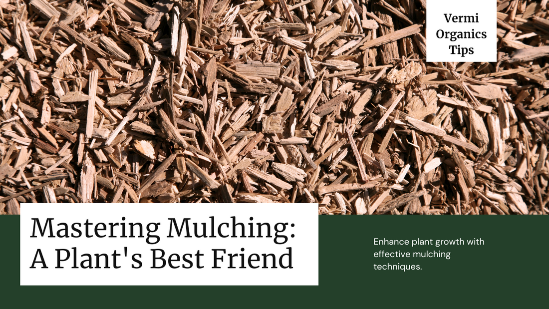 Mulching: benefits and tips for effective mulching