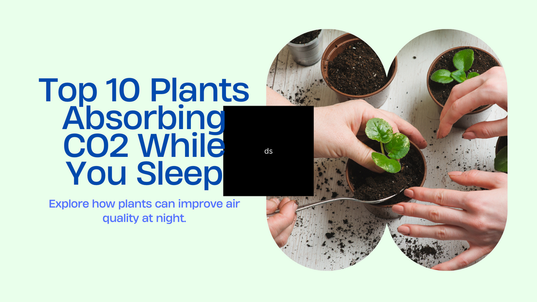 Top 10 Plants Absorbing Co2 At Night