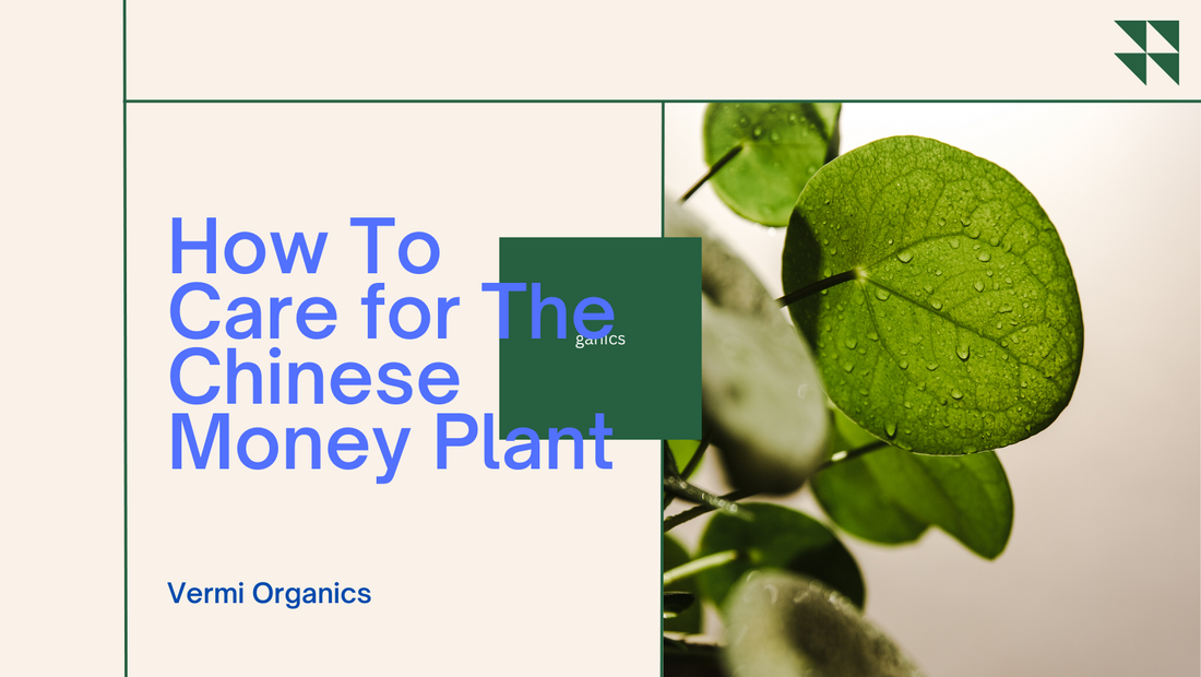 How To Care for The Chinese Money Plant